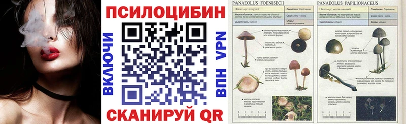 Галлюциногенные грибы Psilocybe Новоалтайск